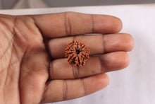 Load image into Gallery viewer, 9 Mukhi Nepalese Rudraksha - Bead No. 474