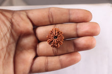 Load image into Gallery viewer, 9 Mukhi Nepalese Rudraksha - Bead No. 477