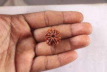 Load image into Gallery viewer, 9 Mukhi Nepalese Rudraksha - Bead No. 478