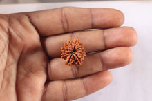 Load image into Gallery viewer, 9 Mukhi Nepalese Rudraksha - Bead No. 479