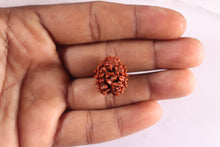 Load image into Gallery viewer, 3 Mukhi Rudraksha from Nepal - Bead No. 432