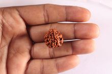 Load image into Gallery viewer, 3 Mukhi Rudraksha from Nepal - Bead No. 435