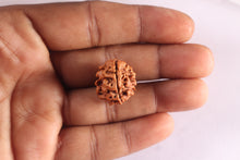 Load image into Gallery viewer, 3 Mukhi Rudraksha from Nepal - Bead No. 439