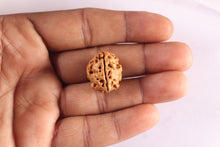 Load image into Gallery viewer, 3 Mukhi Rudraksha from Nepal - Bead No. 440