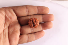 Load image into Gallery viewer, 3 Mukhi Rudraksha from Nepal - Bead No. 443
