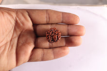 Load image into Gallery viewer, 3 Mukhi Rudraksha from Nepal - Bead No. 448