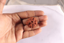 Load image into Gallery viewer, Nepalese Ganesh Rudraksha - Bead No. 313