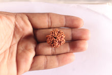 Load image into Gallery viewer, Nepalese Ganesh Rudraksha - Bead No. 319