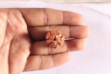 Load image into Gallery viewer, Nepalese Ganesh Rudraksha - Bead 321