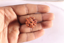 Load image into Gallery viewer, Nepalese Ganesh Rudraksha - Bead 322