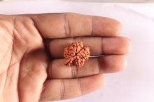 Load image into Gallery viewer, Nepalese Ganesh Rudraksha - Bead No. 325
