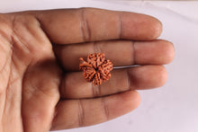 Load image into Gallery viewer, Nepalese Ganesh Rudraksha - Bead 327