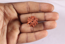 Load image into Gallery viewer, Nepalese Ganesh Rudraksha - Bead 331