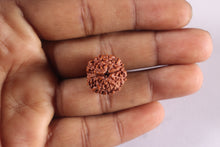 Load image into Gallery viewer, 11 Mukhi Indonesian Rudraksha - Bead No. 278