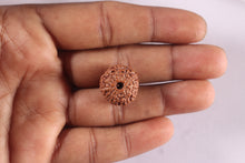 Load image into Gallery viewer, 11 Mukhi Indonesian Rudraksha - Bead No. 280