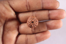 Load image into Gallery viewer, 11 Mukhi Indonesian Rudraksha - Bead No. 281