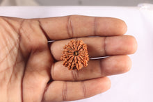 Load image into Gallery viewer, 14 Mukhi Nepalese Rudraksha - Bead No. 333
