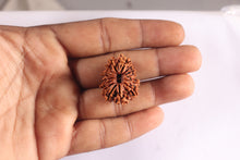Load image into Gallery viewer, 14 Mukhi Nepalese Rudraksha - Bead No. 334