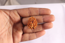 Load image into Gallery viewer, 14 Mukhi Nepalese Rudraksha - Bead No. 366