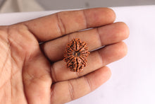Load image into Gallery viewer, 14 Mukhi Nepalese Rudraksha - Bead No. 317