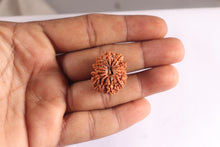 Load image into Gallery viewer, 14 Mukhi Nepalese Rudraksha - Bead No. 322