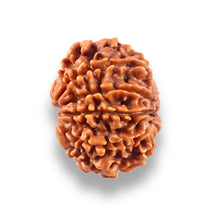Load image into Gallery viewer, 10 Mukhi Nepalese Rudraksha - Bead No 447