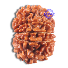 Load image into Gallery viewer, 11 Mukhi Nepalese Rudraksha - Bead No. 427
