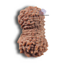 Load image into Gallery viewer, 17 Mukhi Rudraksha from Indonesia - Bead No. 290