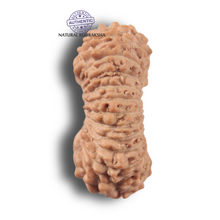 Load image into Gallery viewer, 23 Mukhi Rudraksha from Indonesia