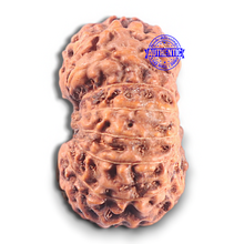 Load image into Gallery viewer, 15 Mukhi Indonesian Rudraksha - Bead No. 120