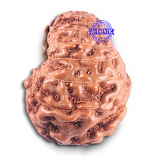 Load image into Gallery viewer, 15 Mukhi Indonesian Rudraksha - Bead No. 119
