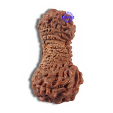 Load image into Gallery viewer, 22 Mukhi Rudraksha from Indonesia