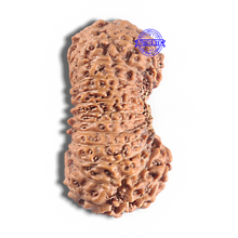 Load image into Gallery viewer, 24 Mukhi Rudraksha from Indonesia - Bead No. X