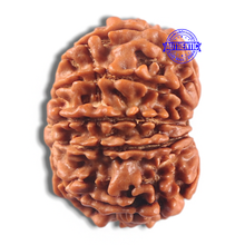 Load image into Gallery viewer, 11 Mukhi Nepalese Rudraksha - Bead No. 431