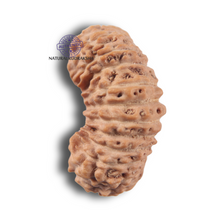 Load image into Gallery viewer, 23 Mukhi Rudraksha from Indonesia