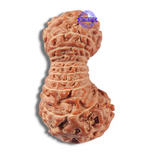 Load image into Gallery viewer, 22 Mukhi Rudraksha from Indonesia