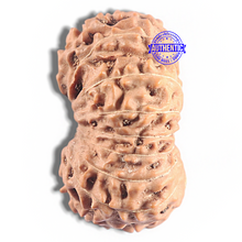 Load image into Gallery viewer, 16 Mukhi Rudraksha from Indonesia - Bead No. 331