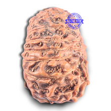 Load image into Gallery viewer, 15 Mukhi Indonesian Rudraksha - Bead No. 121