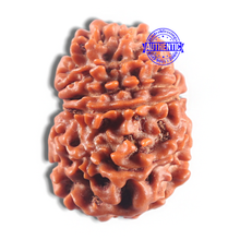 Load image into Gallery viewer, 11 Mukhi Nepalese Rudraksha - Bead No. 420