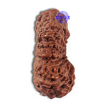 Load image into Gallery viewer, 22 Mukhi Rudraksha from Indonesia AB
