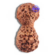 Load image into Gallery viewer, 24 Mukhi Rudraksha from Indonesia - Bead No. L