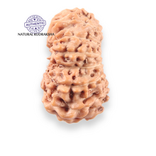 Load image into Gallery viewer, 14 mukhi Indonesian Rudraksha - Bead No.403