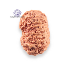 Load image into Gallery viewer, 14 mukhi Indonesian Rudraksha - Bead No. 400