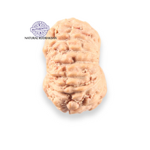 Load image into Gallery viewer, 14 mukhi Indonesian Rudraksha - Bead No.401