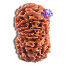 Load image into Gallery viewer, 11 Mukhi Nepalese Rudraksha - Bead No. 421