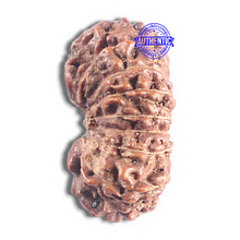 Load image into Gallery viewer, 15 Mukhi Indonesian Rudraksha - Bead No. 129