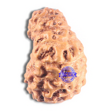Load image into Gallery viewer, 15 Mukhi Indonesian Rudraksha - Bead No. 215