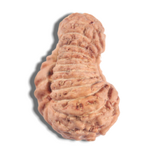 Load image into Gallery viewer, 24 Mukhi Rudraksha from Indonesia