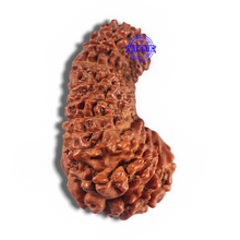 Load image into Gallery viewer, 24 Mukhi Rudraksha from Indonesia - Bead No. F