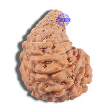 Load image into Gallery viewer, 24 Mukhi Rudraksha from Indonesia